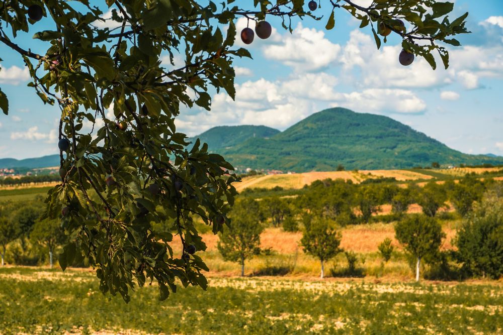 News from our Peripheral NBS EduSystems - Rural and Community-Based NBS for Long-Term Sustainability